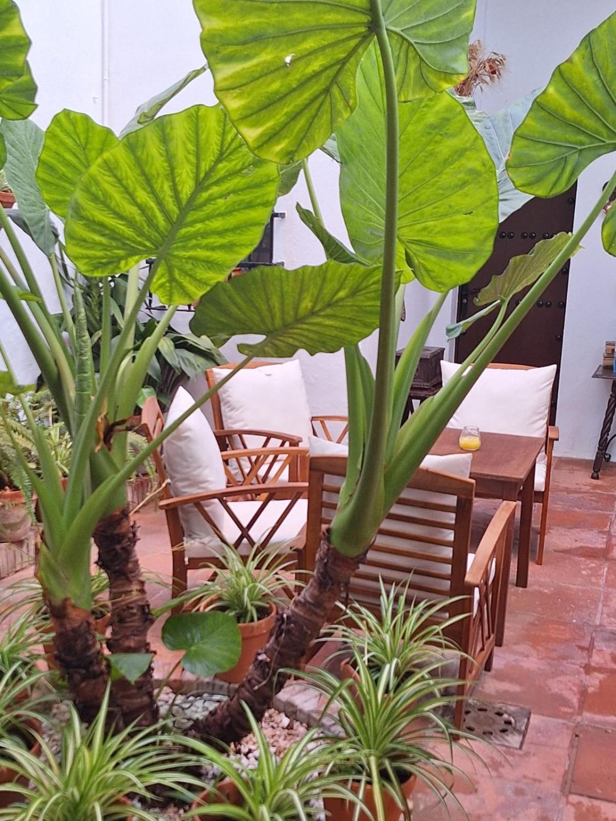 Hostal Gran Capitan Chipiona Exterior photo